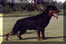 German Rottweiler photo.
